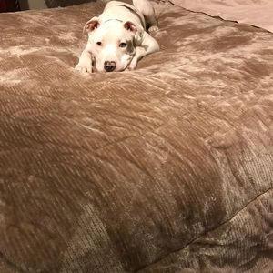 Meet your Posher, Alicia